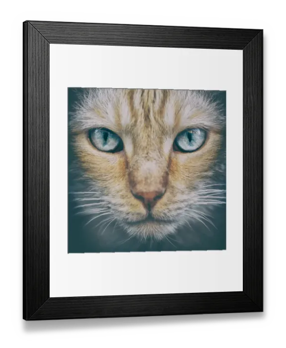 Framed Print : Portrait of blue-eyed cat, Tours, France Framed Print : Portrait of blue-eyed cat, Tours, France