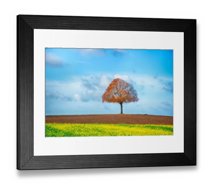 Framed Print : A lone tree in a field, in autumn Framed Print : A lone tree in a field, in autumn