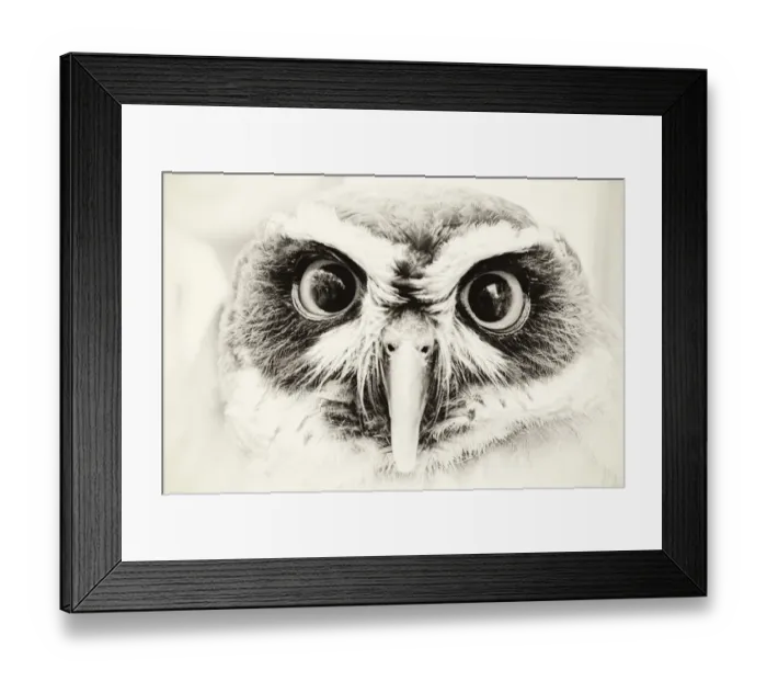 Framed Print : Spectacled Owl, Pulsatrix perspicillata, Tokyo, Japan Framed Print : Spectacled Owl, Pulsatrix perspicillata, Tokyo, Japan