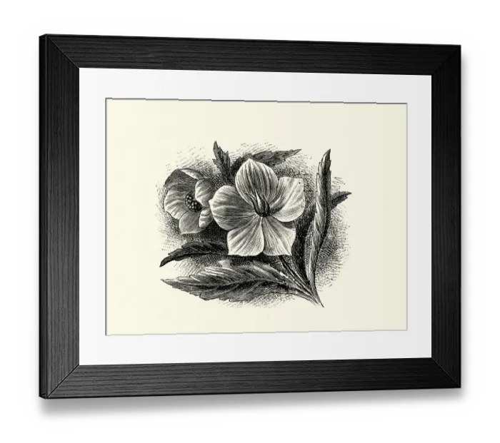 Framed Print : Helleborus viridis, green hellebore, poisonous plant, Botanical art print Framed Print : Helleborus viridis, green hellebore, poisonous plant, Botanical art print