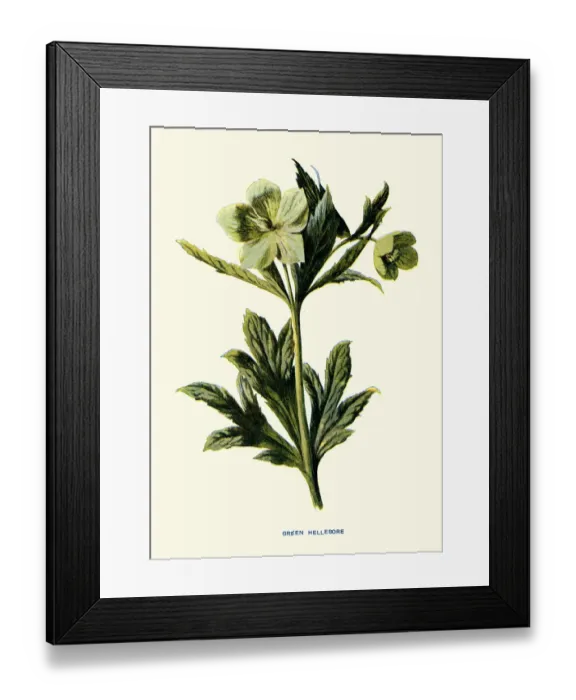 Framed Print : Helleborus viridis, green hellebore, poisonous plant, Botanical art print Framed Print : Helleborus viridis, green hellebore, poisonous plant, Botanical art print