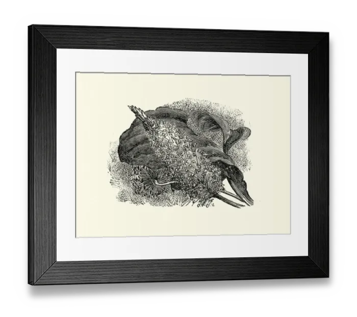 Framed Print : Plantago major, the broadleaf plantain, Botanical art print Framed Print : Plantago major, the broadleaf plantain, Botanical art print