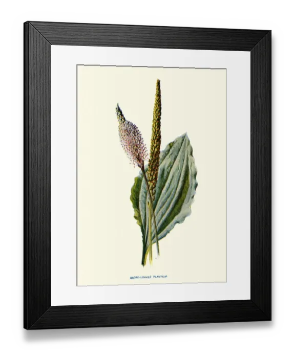 Framed Print : Plantago major, the broadleaf plantain, Botanical art print Framed Print : Plantago major, the broadleaf plantain, Botanical art print