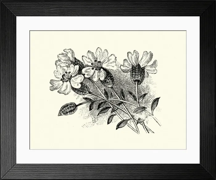 Framed Print : Silene uniflora, sea campion, Botanical art print Framed Print : Silene uniflora, sea campion, Botanical art print