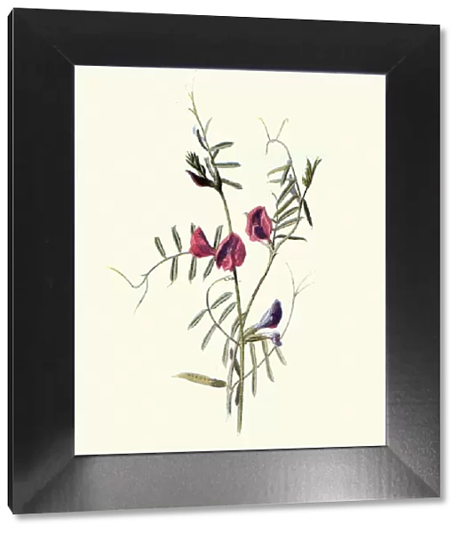 Vicia sativa, common vetch, Red Flower, Botanical art print