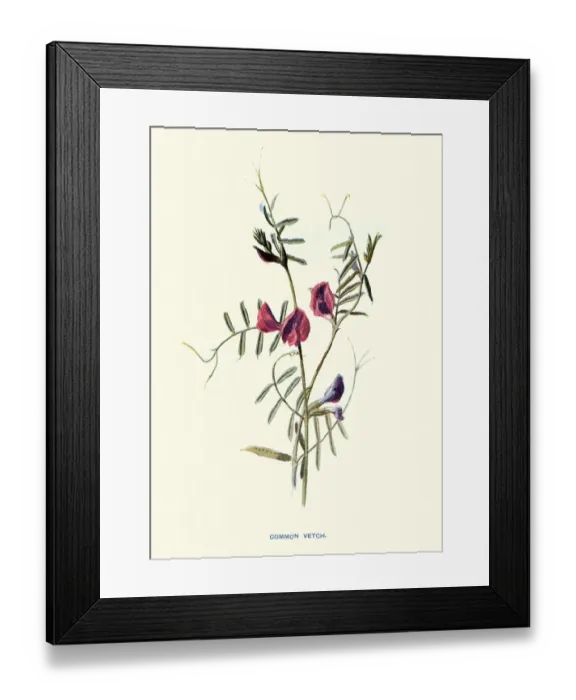 Framed Print : Vicia sativa, common vetch, Red Flower, Botanical art print Framed Print : Vicia sativa, common vetch, Red Flower, Botanical art print