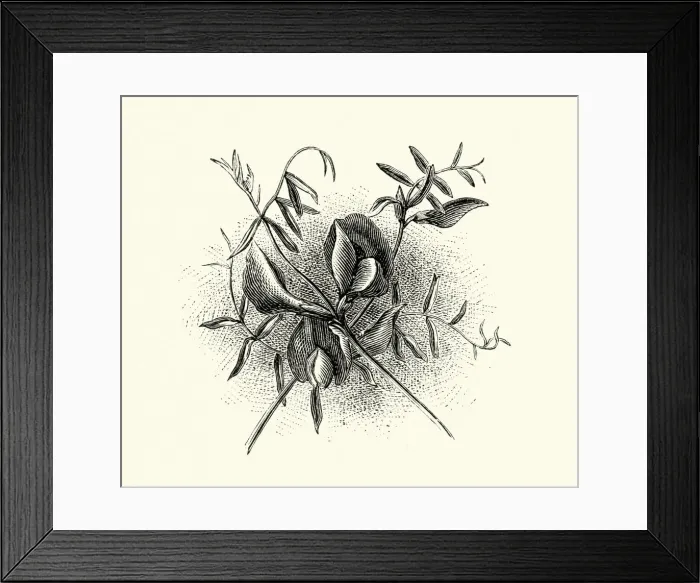 Framed Print : Vicia sativa, common vetch, Red Flower, Botanical art print Framed Print : Vicia sativa, common vetch, Red Flower, Botanical art print