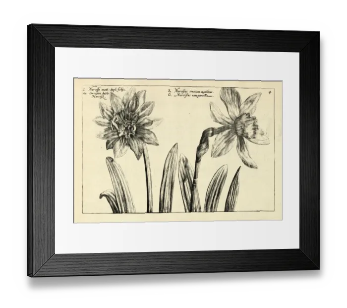 Framed Print : Botanical print of Largest Narcissusm Daffodils from Hortus Floridus by Crispin de Passe Framed Print : Botanical print of Largest Narcissusm Daffodils from Hortus Floridus by Crispin de Passe