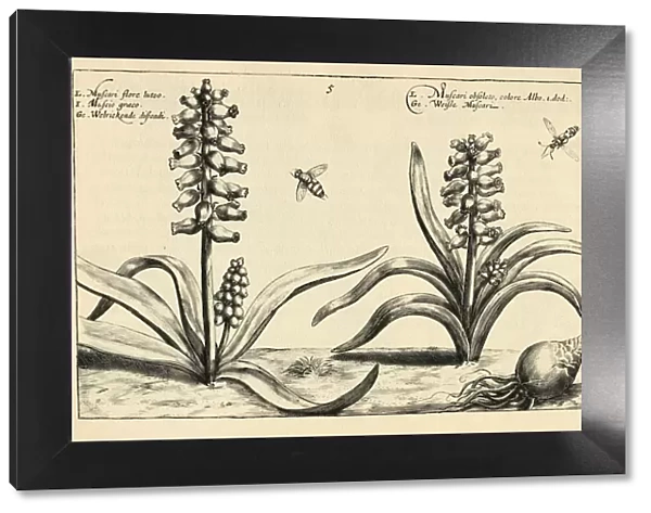 Botanical print of Muscari, grape hyacinth from Hortus Floridus by Crispin de Passe