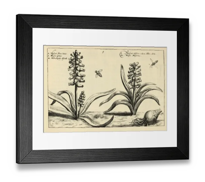 Framed Print : Botanical print of Muscari, grape hyacinth from Hortus Floridus by Crispin de Passe