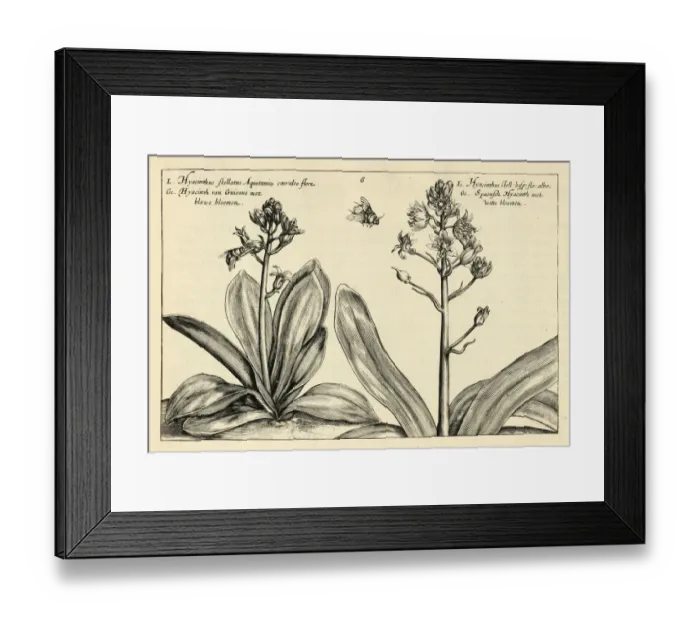 Framed Print : Botanical print of Stellate hyacinth of Aquitania and Stellate hyacinth of Spain from Hortus Floridus by Crispin de Passe Framed Print : Botanical print of Stellate hyacinth of Aquitania and Stellate hyacinth of Spain from Hortus Floridus by Crispin de Passe