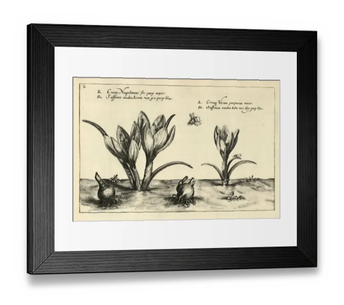 Framed Print : Crocus vernus, spring crocus, giant crocus, crocus neopolitanus, Botanical print Framed Print : Crocus vernus, spring crocus, giant crocus, crocus neopolitanus, Botanical print
