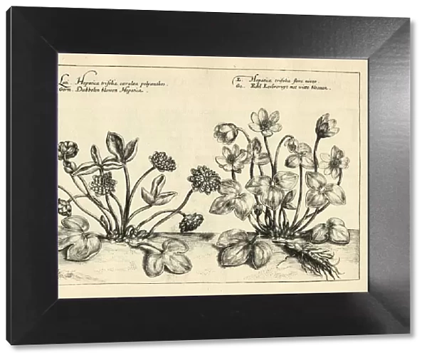 Hepatica, liverleaf, or liverwort from Hortus Floridus by Crispin de Passe