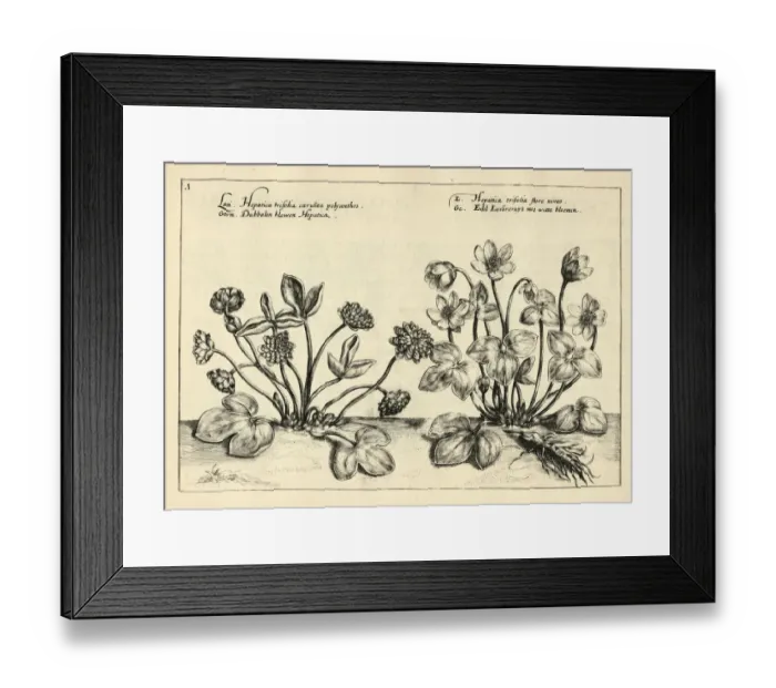Framed Print : Hepatica, liverleaf, or liverwort from Hortus Floridus by Crispin de Passe Framed Print : Hepatica, liverleaf, or liverwort from Hortus Floridus by Crispin de Passe