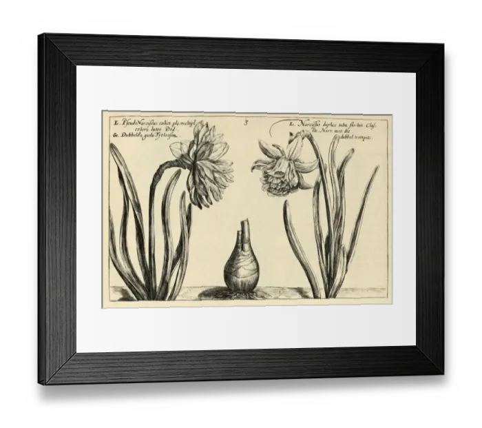 Framed Print : Yellow pseudonarcissus and Pseudonarcissus, Wild daffodil, Botanical print Framed Print : Yellow pseudonarcissus and Pseudonarcissus, Wild daffodil, Botanical print