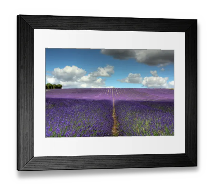 Framed Print : Hitchin lavender Framed Print : Hitchin lavender