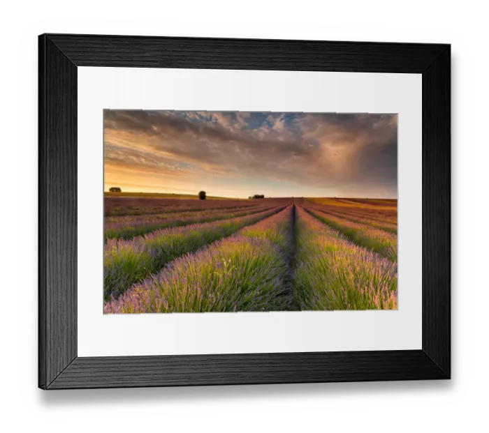 Framed Print : Lavender Field II