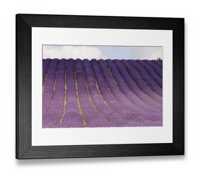 Framed Print : Hitchin lavender Framed Print : Hitchin lavender