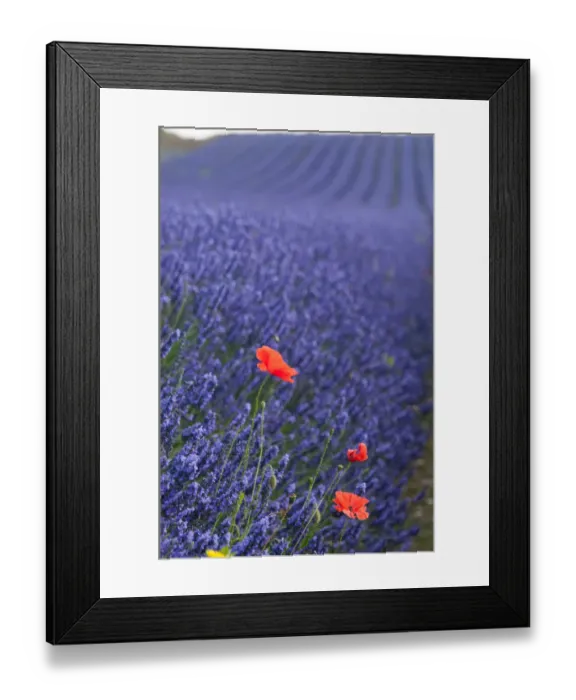 Framed Print : Poppies in lavender fields Framed Print : Poppies in lavender fields