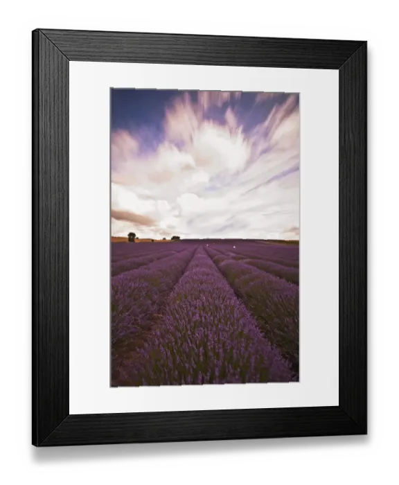 Framed Print : Lavender Field Framed Print : Lavender Field