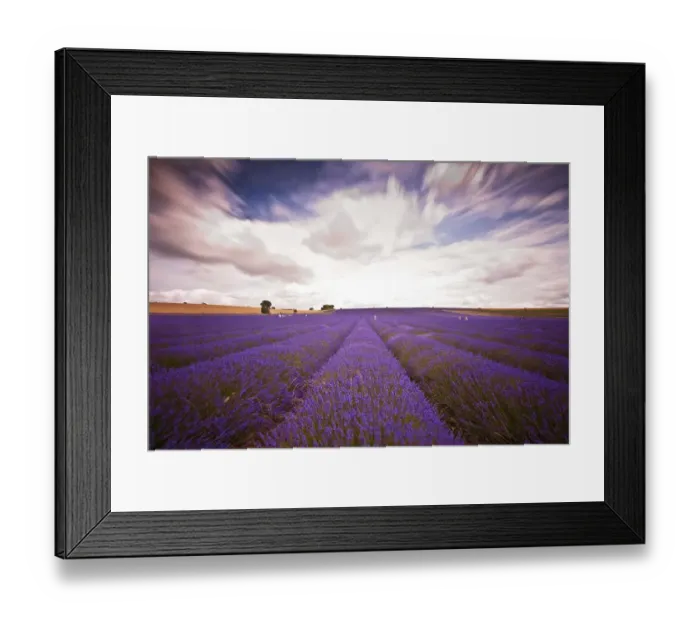 Framed Print : Lavender Field Framed Print : Lavender Field