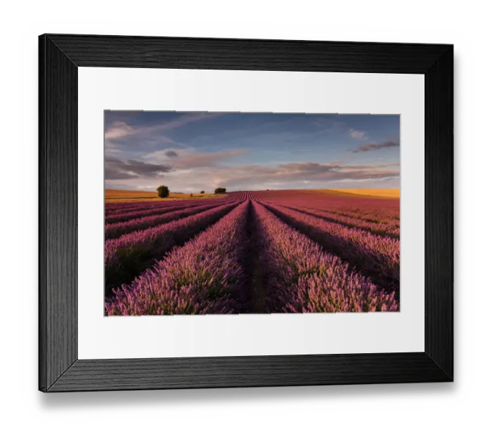 Framed Print : Lavender field Framed Print : Lavender field