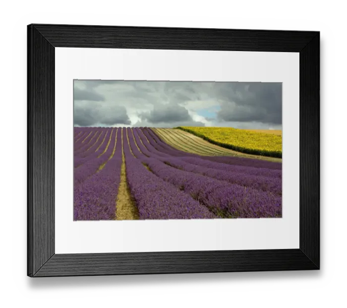 Framed Print : Lavender & Cloud Framed Print : Lavender & Cloud