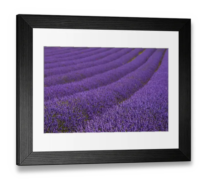 Framed Print : Hitchin Lavender Framed Print : Hitchin Lavender