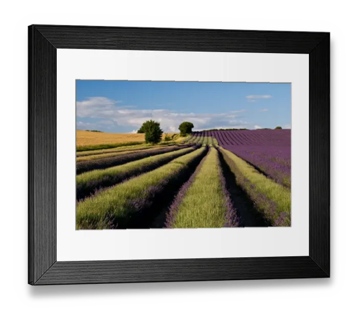 Framed Print : Lavender field Framed Print : Lavender field