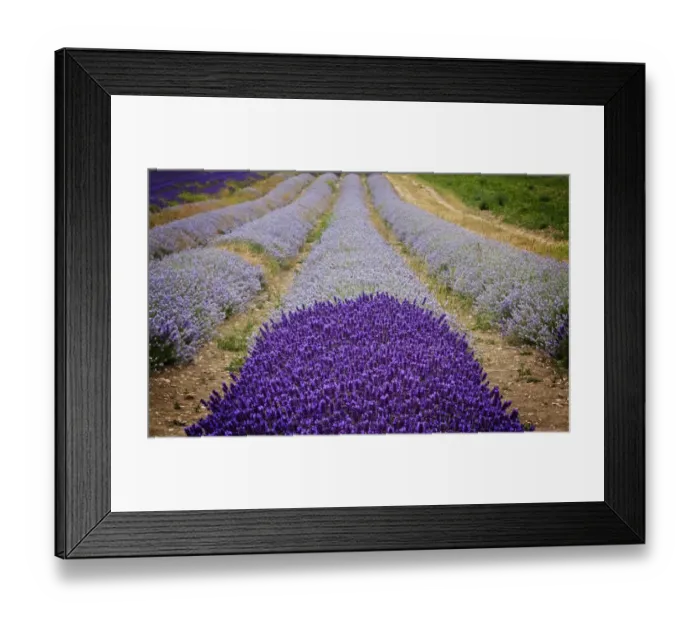 Framed Print : Lavender Field Framed Print : Lavender Field