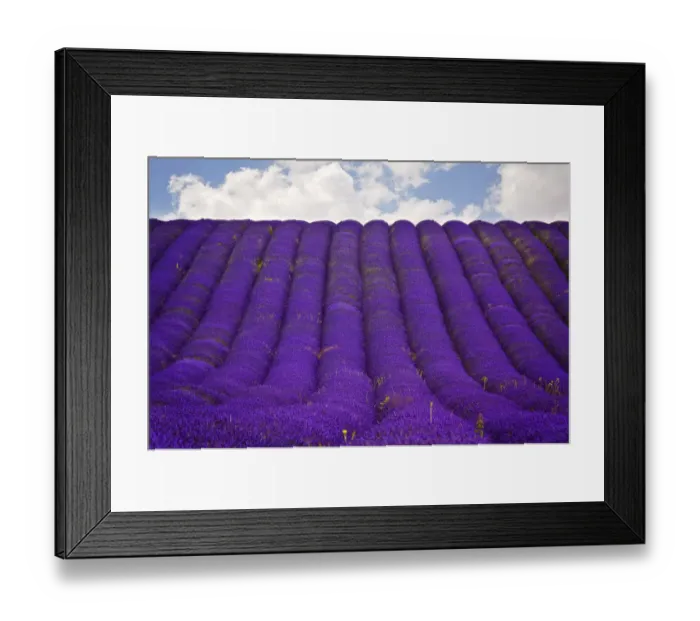 Framed Print : Lavender field