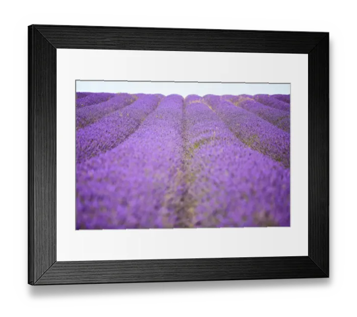 Framed Print : Purple lavender field, Hertfordshire Framed Print : Purple lavender field, Hertfordshire