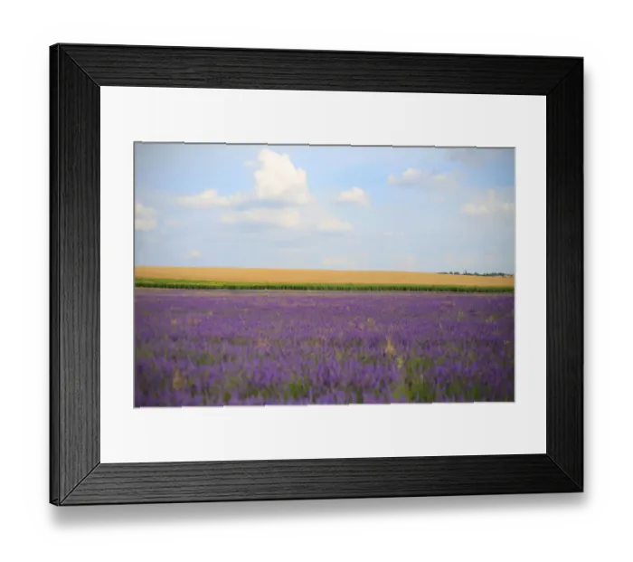 Framed Print : Lavender field with blue sky Framed Print : Lavender field with blue sky