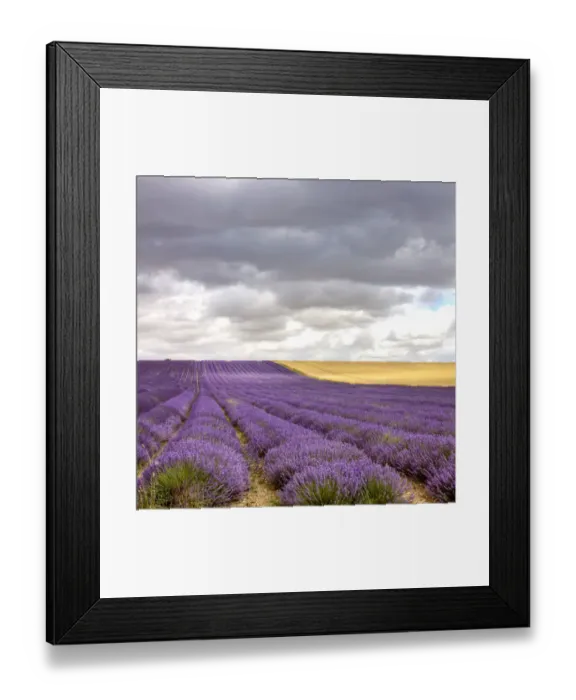 Framed Print : Lavender Field Framed Print : Lavender Field