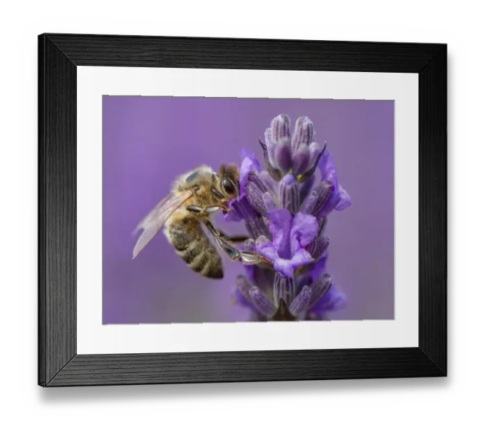 Framed Print : Honey bee on lavender Framed Print : Honey bee on lavender