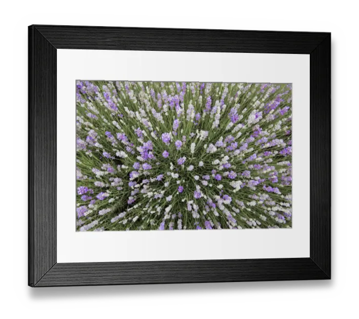 Framed Print : Lavender. Beautiful pastel colours of lavender in a field in summer Framed Print : Lavender. Beautiful pastel colours of lavender in a field in summer