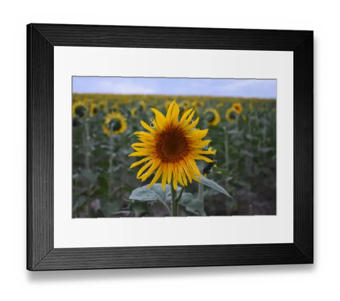 Framed Print : Closeup of a single sunflower in a sunflower field, England Framed Print : Closeup of a single sunflower in a sunflower field, England