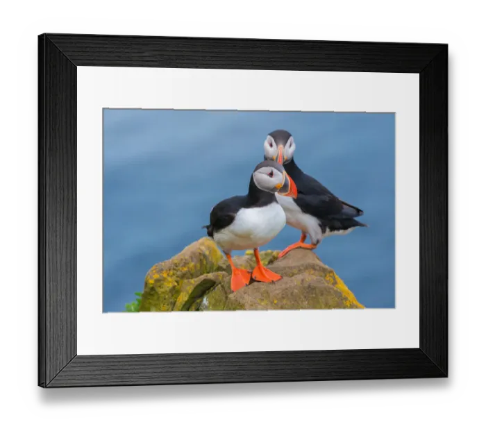 Framed Print : Puffin from Latrabjarg Iceland