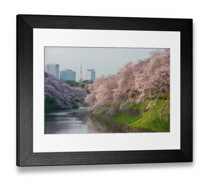 Framed Print : Cherry blossom at chidorigafuchi with Tokyo tower