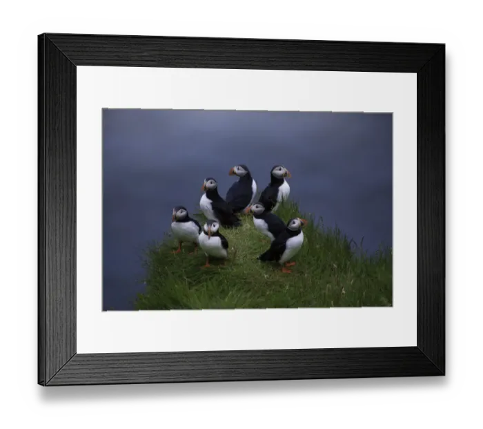 Framed Print : Puffin group Framed Print : Puffin group