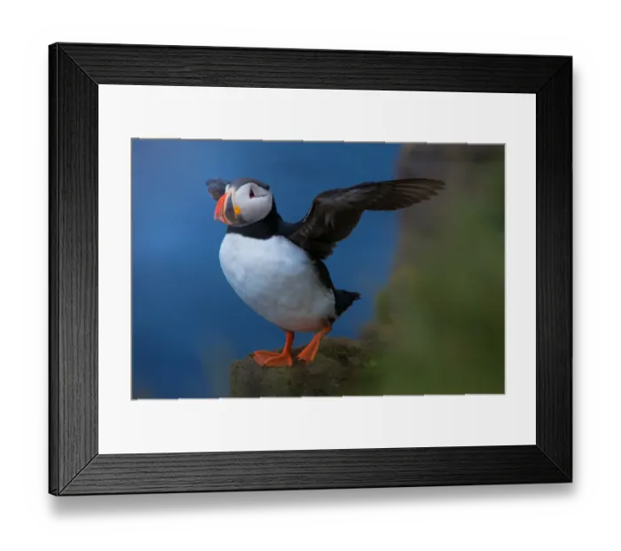 Framed Print : Puffin in Iceland Framed Print : Puffin in Iceland