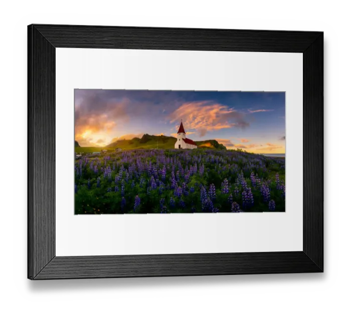 Framed Print : Iceland Lupine Framed Print : Iceland Lupine