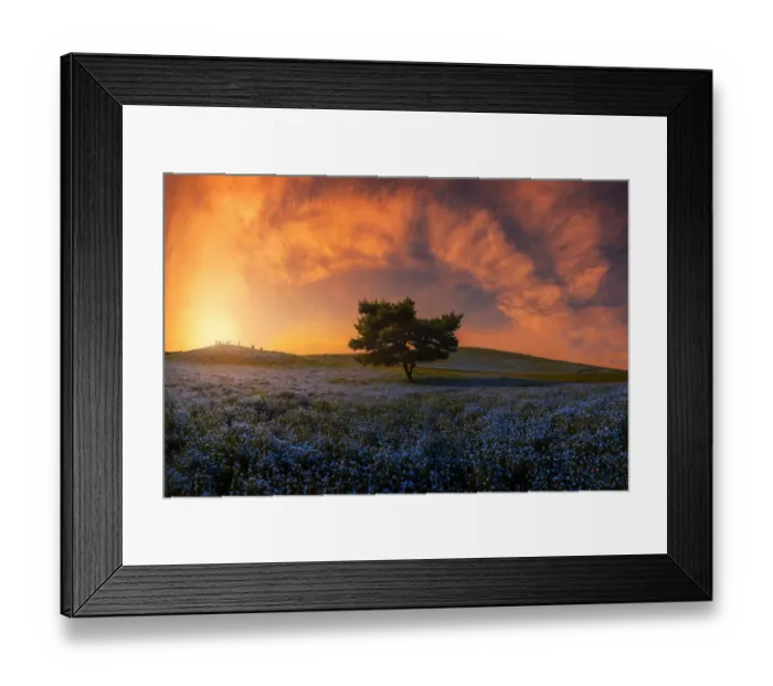 Framed Print : Nemophila Lone Tree