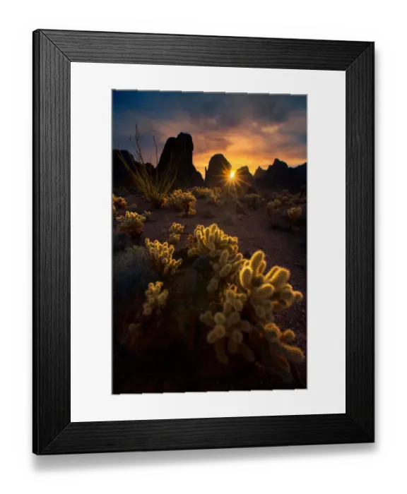 Framed Print : Arizona Cactus Framed Print : Arizona Cactus