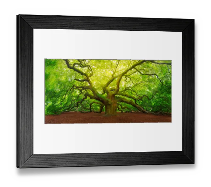 Framed Print : Angel Oak. Panorama view of Angle Oak Tree near Charleston, South Carolina Framed Print : Angel Oak. Panorama view of Angle Oak Tree near Charleston, South Carolina