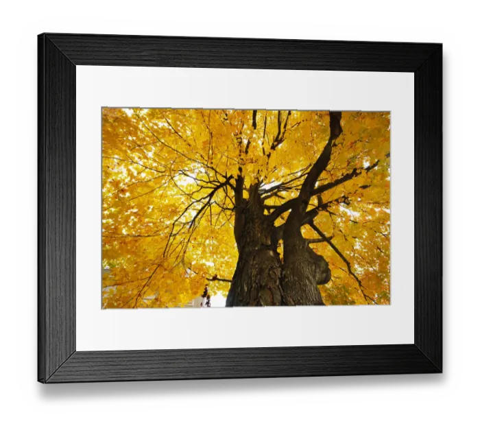 Framed Print : Maple Tree Framed Print : Maple Tree