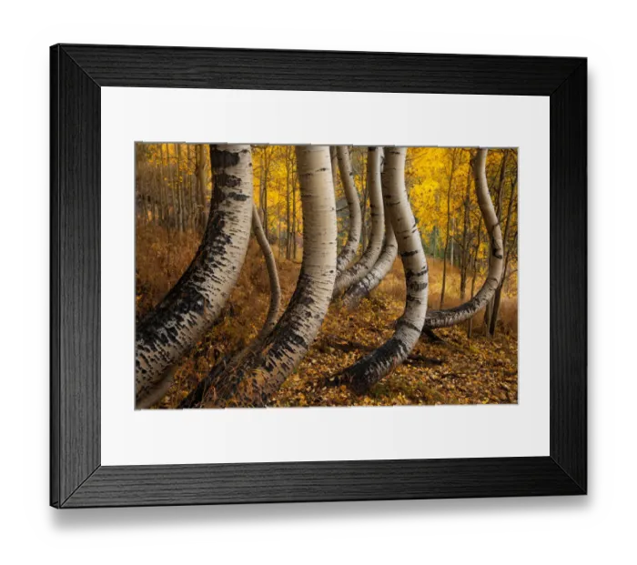 Framed Print : Dancing aspen