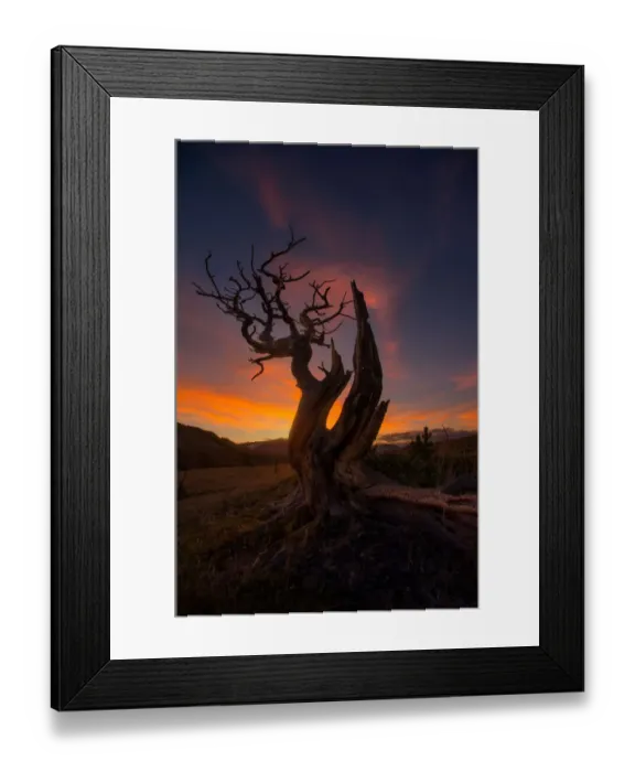 Framed Print : Pine tree sunset Framed Print : Pine tree sunset