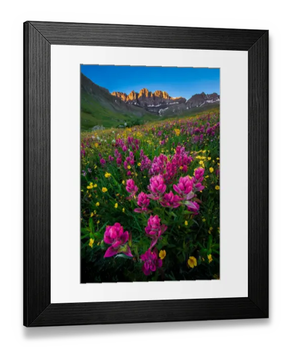 Framed Print : Colorado wildflowers Framed Print : Colorado wildflowers