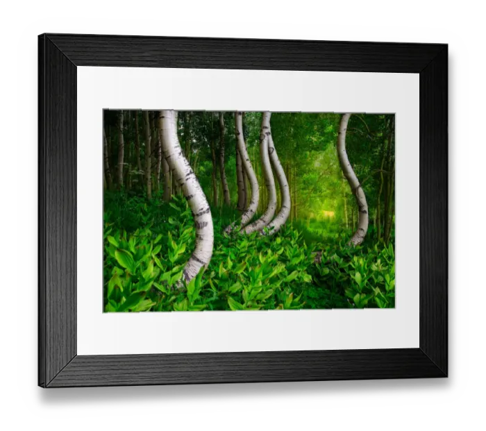 Framed Print : Curved aspen